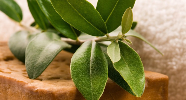 Aleppo Soap with Laurel Plant